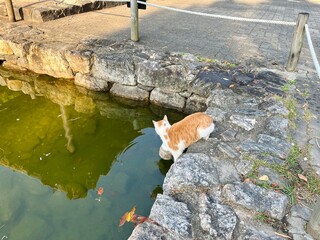 A cat looking in the pond in Namsan Hanok Village in Seoul, Korea