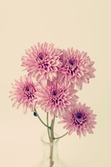Pink Chrysanthemum flower vintage style background, spring season