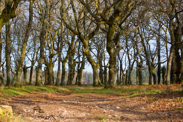 Obraz premium Bosque de árbol autóctono