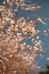 Spring has come in Paris