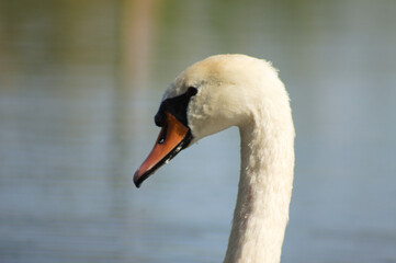 Closeup of white swan head side view with blue lake on background