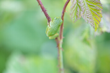 Tree frog on a green leaf