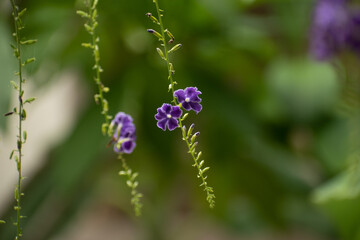 Flowers in the Botanical Gardens