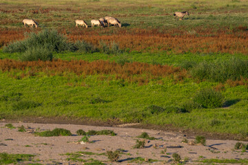 Wild-living Konik horses grazing in a summer landscape © Staffan Widstrand