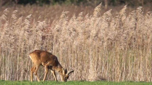 sarny pasą się na polu w pierwszych promieniach przedwiosennego słońca