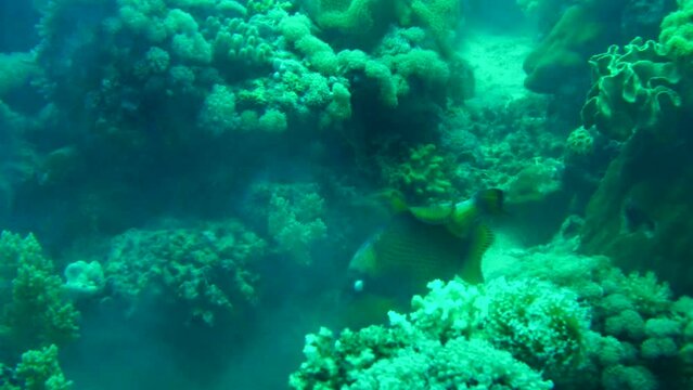 coral reef and triggerfish