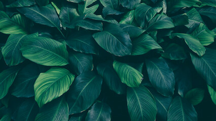 tropical foliage, dark green nature background