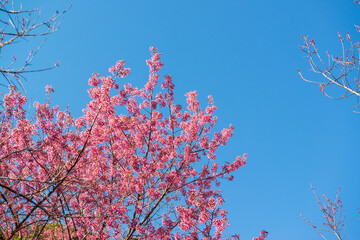 Beautiful wild himalayan cherry or Nang phaya suea khrong (Prunus cerasoides) full bloom flowers with blue sky background at Khun Chang Khian Highland Research Station, Chiang Mai, Thailand.