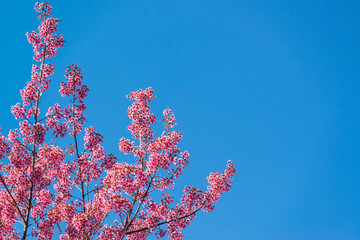 Beautiful wild himalayan cherry or Nang phaya suea khrong (Prunus cerasoides) full bloom flowers with blue sky background at Khun Chang Khian Highland Research Station, Chiang Mai, Thailand.
