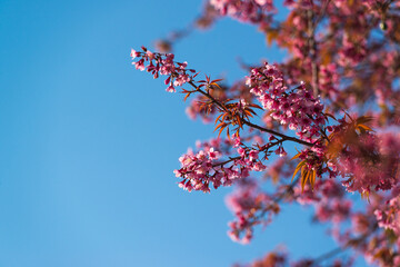 Beautiful wild himalayan cherry or Nang phaya suea khrong (Prunus cerasoides) full bloom flowers with blue sky background at Khun Chang Khian Highland Research Station, Chiang Mai, Thailand.
