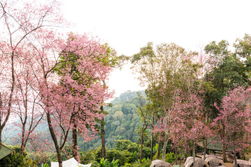 Beautiful wild himalayan cherry or Nang phaya suea khrong (Prunus cerasoides) full bloom flowers at camping ground of Doi Suthep-Pui National Park, Chiang Mai, Thailand.