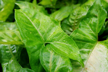 Epipremnum Aureum leaves that look exotic in the morning. looks fresh green with a splash of morning dew that sticks