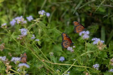 Queen Butterflies in Blue Mistflower, Fall in Fredericksburg, Texas