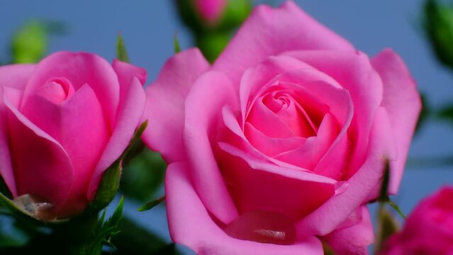 bud of pink roses. Flower bouquet in blue background. macro footage.