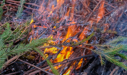 Outdoor fire. Burning vines and fir trees.