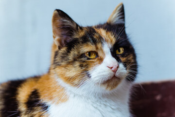 Tricolor cat.Colorful cat.Beautiful cat eyes.Cute animal.Homeless animal.Animal shelter.Beautiful multicolored wool.Animal female.Beautiful interesting color of the pet.Love for animals.Muzzle.Pet.