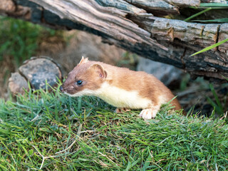 Stoat Peering over a Grass Bank