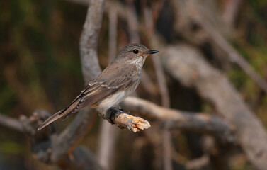 bird looking around  in woodland, Spotted Flycatcher, Muscicapa striata