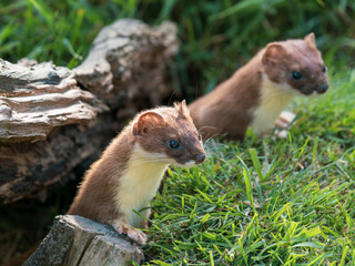 Stoat Peering over a Grass Bank