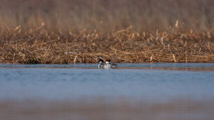 litle waterfowl in its natural habitat, Smew, Mergellus albellus