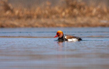 water bird looking for food in water, Red-crested Pochard, Netta rufina