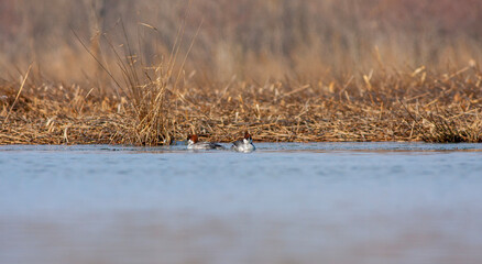 litle waterfowl in its natural habitat, Smew, Mergellus albellus