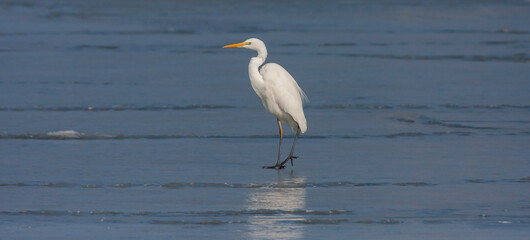 bird in the frozen water, Great Egret, Ardea alba