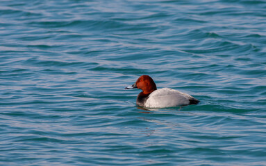 water bird in its natural environment, Common Pochard, Aythya ferina	