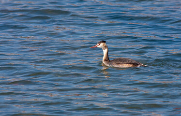 Fototapeta premium water bird in its natural environment, Great Crested Grebe, Podiceps cristatus 