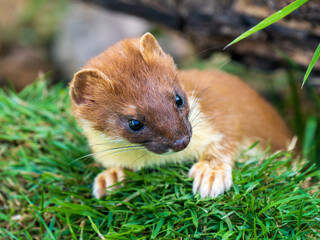 Stoat Peering over a Grass Bank