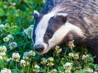 Badger Foraging in the Grass
