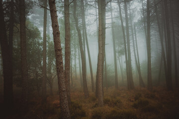 Obraz premium Dreamy Corsican Forest in the Mist