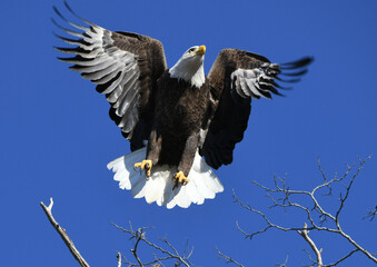 american bald eagle in flight