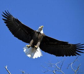 american bald eagle in flight
