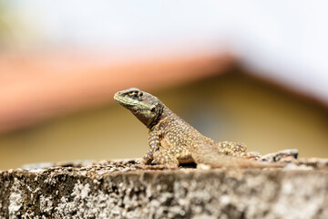 A Lizard typical of the Brazilian savannah also know as Calango or Largatixa. Species Tropiduros...