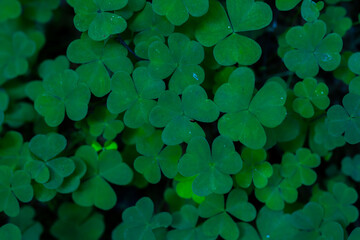 Natural background with clovers, St. Patrick's background