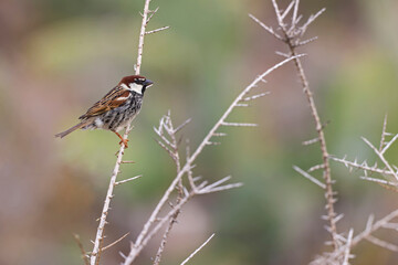 Spanish sparrow (Passer hispaniolensis) perched on the island of Fuerteventura.