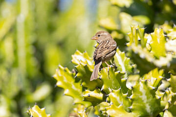 Spanish sparrow (Passer hispaniolensis) perched on the island of Fuerteventura.