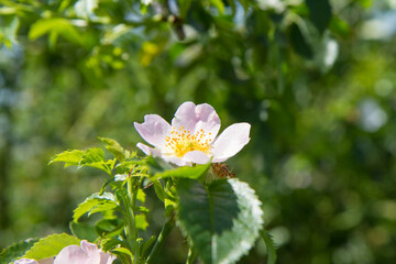 The dog rose (Rosa canina) blooming flower