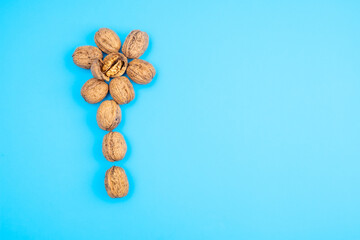 Obraz na płótnie Canvas Pecan walnuts flower on a blue background as a concept of healthy eating, dieting and fasting