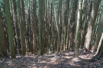Yamato Katsuragi mountain forest road, Kushi in Gose City, Nara Prefecture.