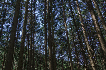 Fototapeta premium Yamato Katsuragi mountain forest road, Kushi in Gose City, Nara Prefecture.