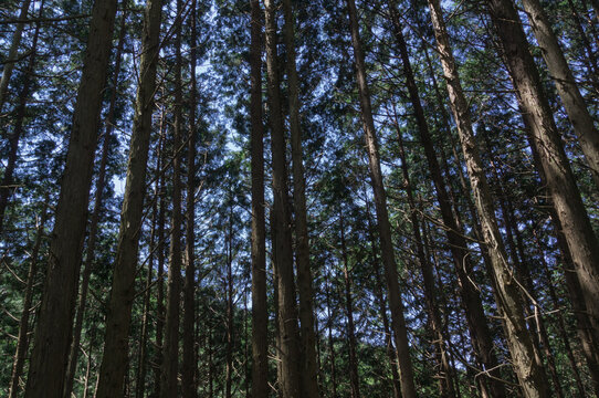 Yamato Katsuragi mountain forest road, Kushi in Gose City, Nara Prefecture.