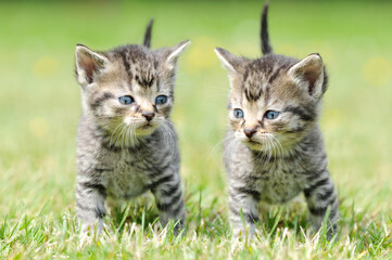 Friendship between two cute tabby kitten. The cats standing in the grass and looking. - 573959711