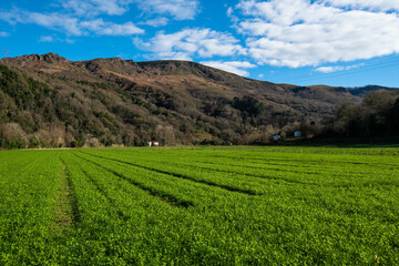Fototapeta na wymiar Green agricultural field with new fresh grass with mountain background.