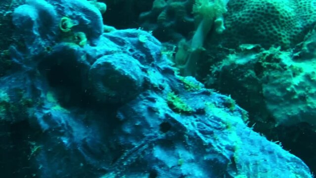 coral reef and stonefish