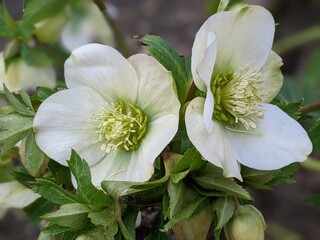 Close up of a cluster of yellowish-green flowers of the holly-leaved hellebore, or Corsican hellebore