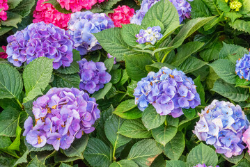 Blooming Hydrangeas flowers
