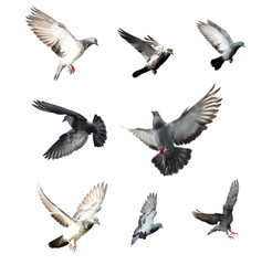 Set of flying pigeon in action isolated on white background. Grey pigeon in flight isolated. Front...