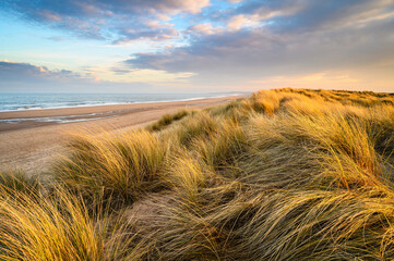 Golden Light on Marram Grass in Druridge Bay, located on the North Sea in Northumberland's AONB in England, it is a 7 miles long bay between Amble and Cresswell